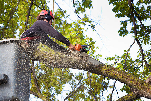 Best Tree Disease Treatment  in Ashland, NJ