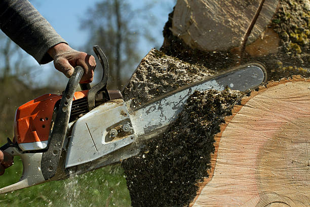 Best Lawn Renovation and Restoration  in Ashland, NJ