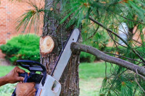 Best Utility Line Clearance  in Ashland, NJ